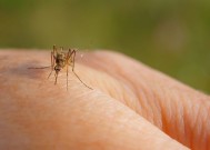 Oropouche病毒症状是由疾病激增引起的第一例死亡记录